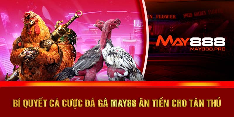 Bí quyết cá cược đá gà MAY88 ăn tiền cho tân thủ