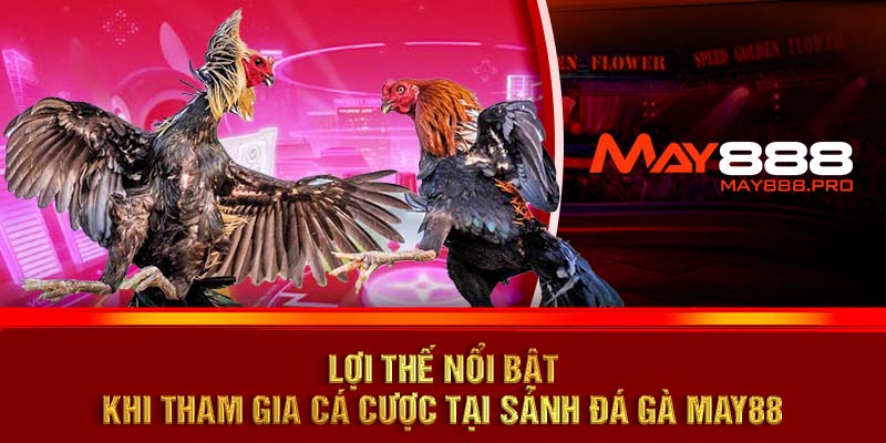 Lợi thế nổi bật khi tham gia cá cược tại sảnh Đá gà MAY88