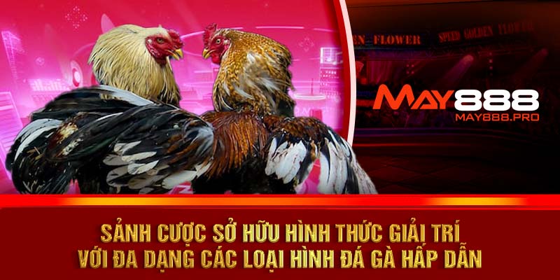 Sảnh cược sở hữu hình thức giải trí với đa dạng các loại hình đá gà hấp dẫn