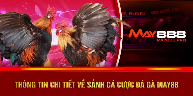 Thông tin chi tiết về sảnh cá cược đá gà MAY88